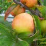 자두 포모사 판매(formosa plums sale)---(이웃님들이 다 가져감)