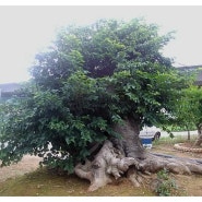 팽나무 특수목 변화과정