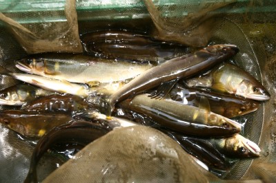 은어낚시통신 (2) : 직접 해보자 : 네이버 블로그
