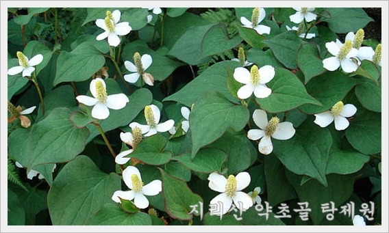어성초활용법,어성초효능과복용법,증상별어성초먹는방법,어성초엑기스, : 네이버 블로그