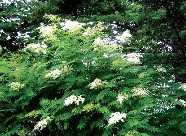 쉬땅나무_Ural False Spiraea : 네이버 블로그