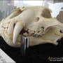 아무르(시베리아)호랑이의 두개골..