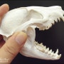너구리 두개골(skull) 표본..