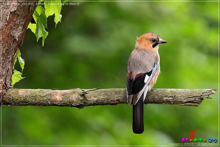 어치(Eurasian Jay) : 네이버 블로그