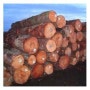 나무목재추천, 뉴질랜드 목재산업 동향