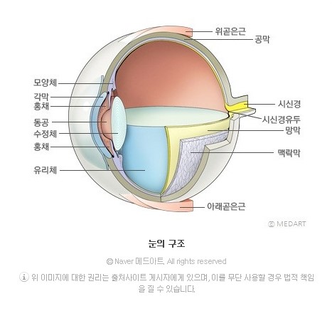 인간의 안구 다이어그램