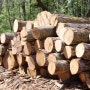 나무목재추천, 러시아 목재산업 동향