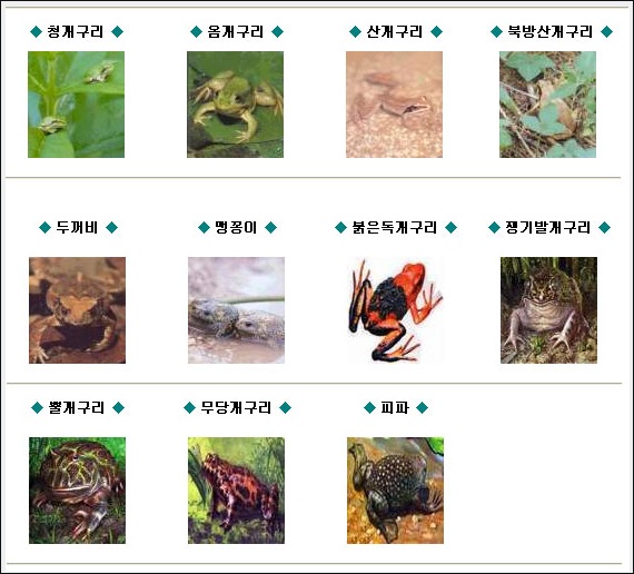 개구리 종류