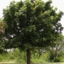 원목의 종류, 참나무