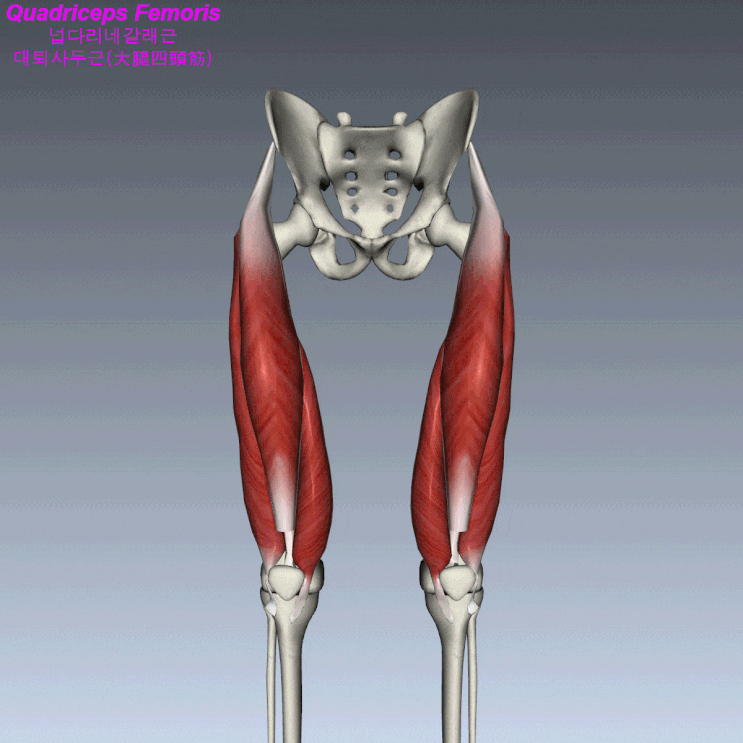 Quadriceps Muscle Origin Insertionaction Exercise Quadriceps Muscle Origin Insertionaction Exercise