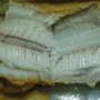 [저칼로리음식 생선] 생선으로 즐기는 저칼로리음식 요리법
