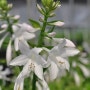 [호스타] 아름다운 정원식물, 호스타 '프라그란트 부케'