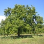 원목의 종류, 호두나무