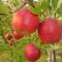 가을을 준비하는 우리농장 사과