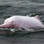 [핑크 돌고래 출산 영상] 동화 속 동물 같은 귀여운 핑크 돌고래의 탄생을 축하해요!!!