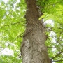 원목의 종류, 주엽나무