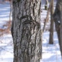 목재의 종류, 산돌배나무