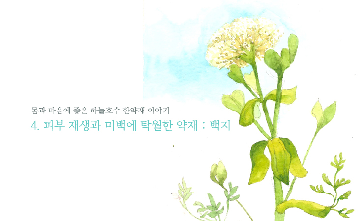 한약재 백지 효능, 백지 효과 : 네이버 블로그