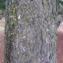 원목의 종류, 분비나무