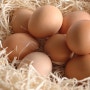 [유정란배달] 친환경 계란인 유정란 배달시켜 먹는 법