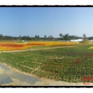 산장뇌삼 산야초 농원&다알리아꽃