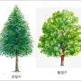 목재의 종류, 침엽수 활엽수
