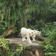 [싱가포르 여행] 열대 우림 속 동물들의 삶을 엿볼 수 있는 곳 싱가포르 동물원