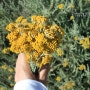 No. 15 - Helichrysum 헬리크리섬 꽃 (촬영장소: 이탈리아, 2009년 6월)