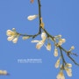 No. 12 - Orange Blossom 봄날 아침의 네롤리 꽃 (촬영장소: 튀니지아, 2009년 4월)