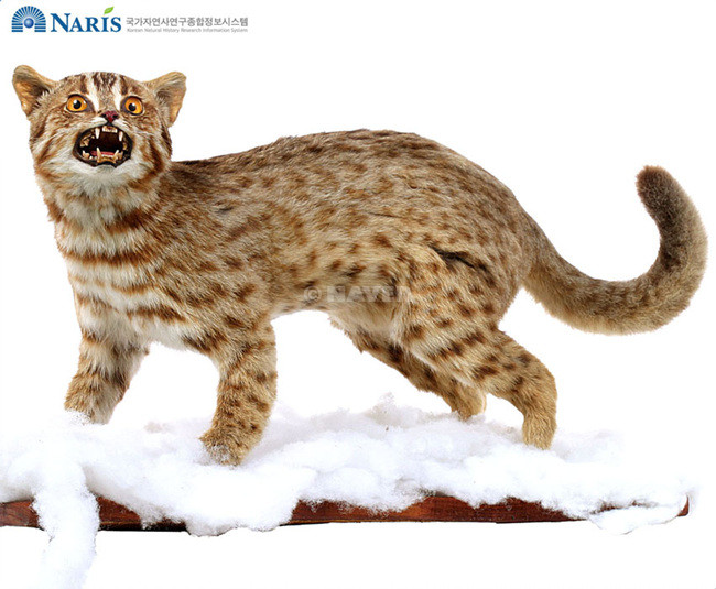 [한국의 동물] 살쾡이, 삵 [Leopard Cat] : 네이버 블로그