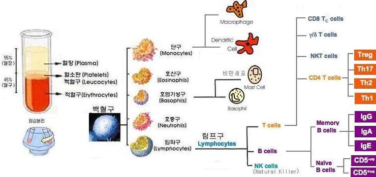10/24 혈액-백혈구 : 네이버 블로그