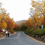 영인산 가을단풍놀이, 11월 초 절정