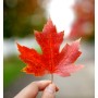 국기조차 단풍이 물든, 세상에서 가장 아름다운 가을의 나라 캐나다에 흠뻑 취하다.