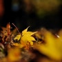가을의 단상_단풍잎