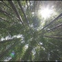 담양 죽녹원 : 대나무정원의 아침 죽림욕 즐기기
