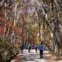 황악산 - 김천 직지사 뒤 큰 산 하나를 넘다