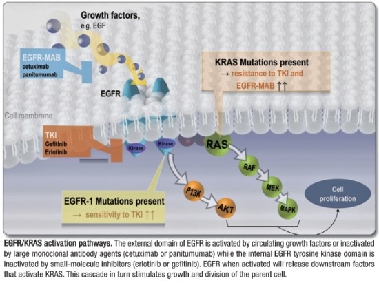 EGFR-K-ras pathway : 네이버 블로그