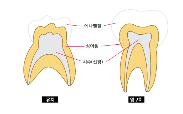 [0~6세,유치관리] 유치의 특징과 관리 : 네이버 블로그