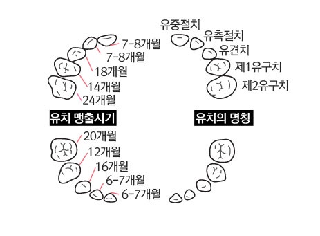 [0~6세,유치관리] 유치는 언제나오나요. 유치에서 영구치까지 : 네이버 블로그