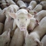 [공장식 사육] 미국의 어느 한 공장식 사육 시스템 하에서 키워지고 있는 돼지들의 모습