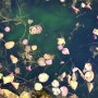 인천 대공원 가을 연못
