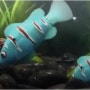 실제 금붕어같은 장난감 금붕어 - ROBO FISH : MY PET FISH