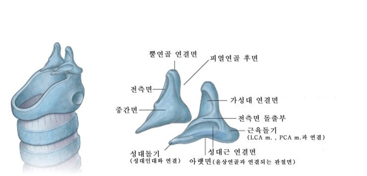 피열연골[ arytenoid cartilage, 披裂軟骨] : 네이버 블로그