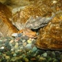 가재(Korean freshwater crayfish)