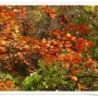 2012년 가을 단풍산행 - 청계산 단풍