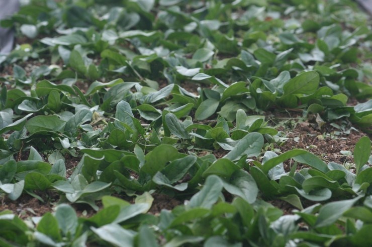 시금치재배법 - 시금치종류,시금치 파종시기,시금치파종법,시금치 수확시기 : 네이버 블로그