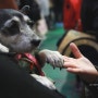 2012코펫 국제애완동물박람회 다녀오다