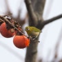동박새와 감나무
