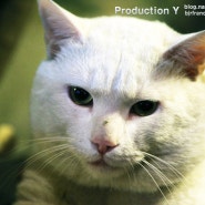 창작 융합 카페 아프리카 몽의 마스코트 터키쉬앙고라 귀여운 고양이 미우미우