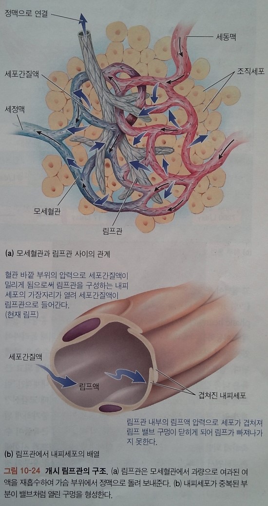 림프계의 구조와 기능 : 네이버 블로그